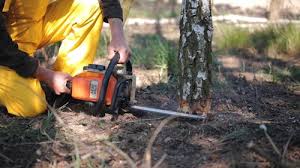 Best Tree and Shrub Care  in Tamalpais Homestead Valley, CA