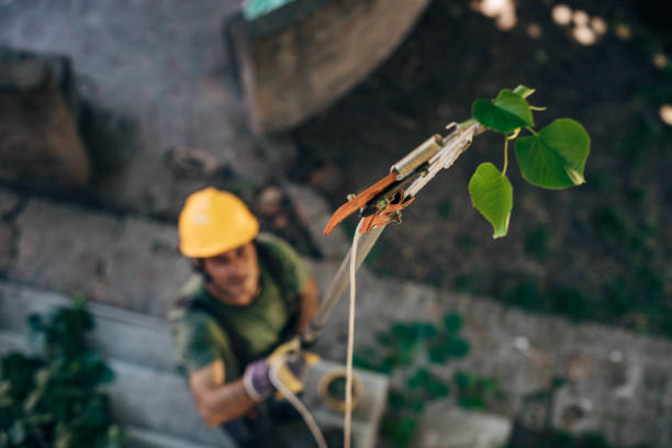 How Our Tree Care Process Works  in  Tamalpais Homestead Valley, CA