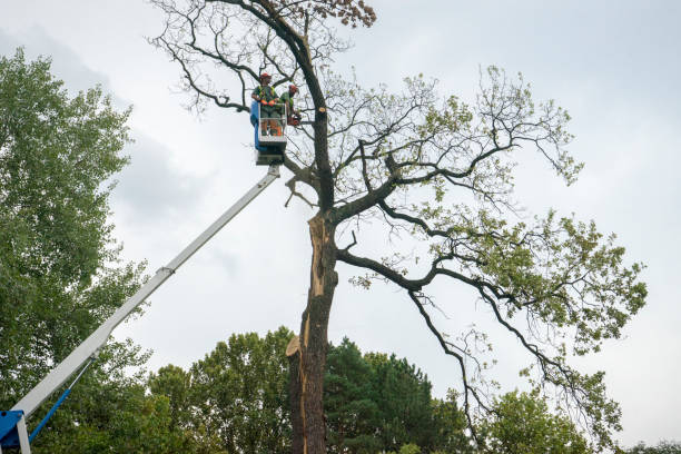 Best Tree Maintenance Programs  in Tamalpais Homestead Valley, CA