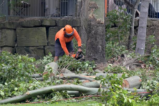 Best Tree Risk Assessment  in Tamalpais Homestead Valley, CA